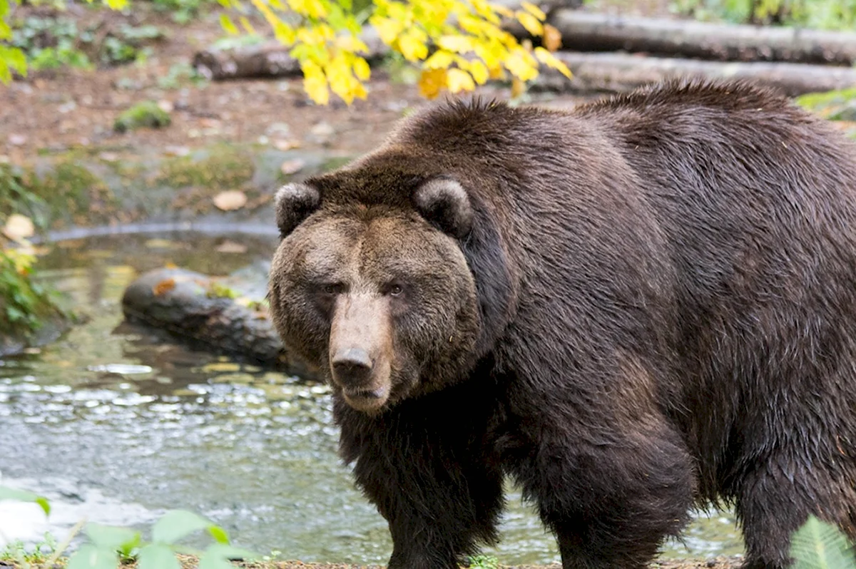 Бурый медведь Кемеровской области