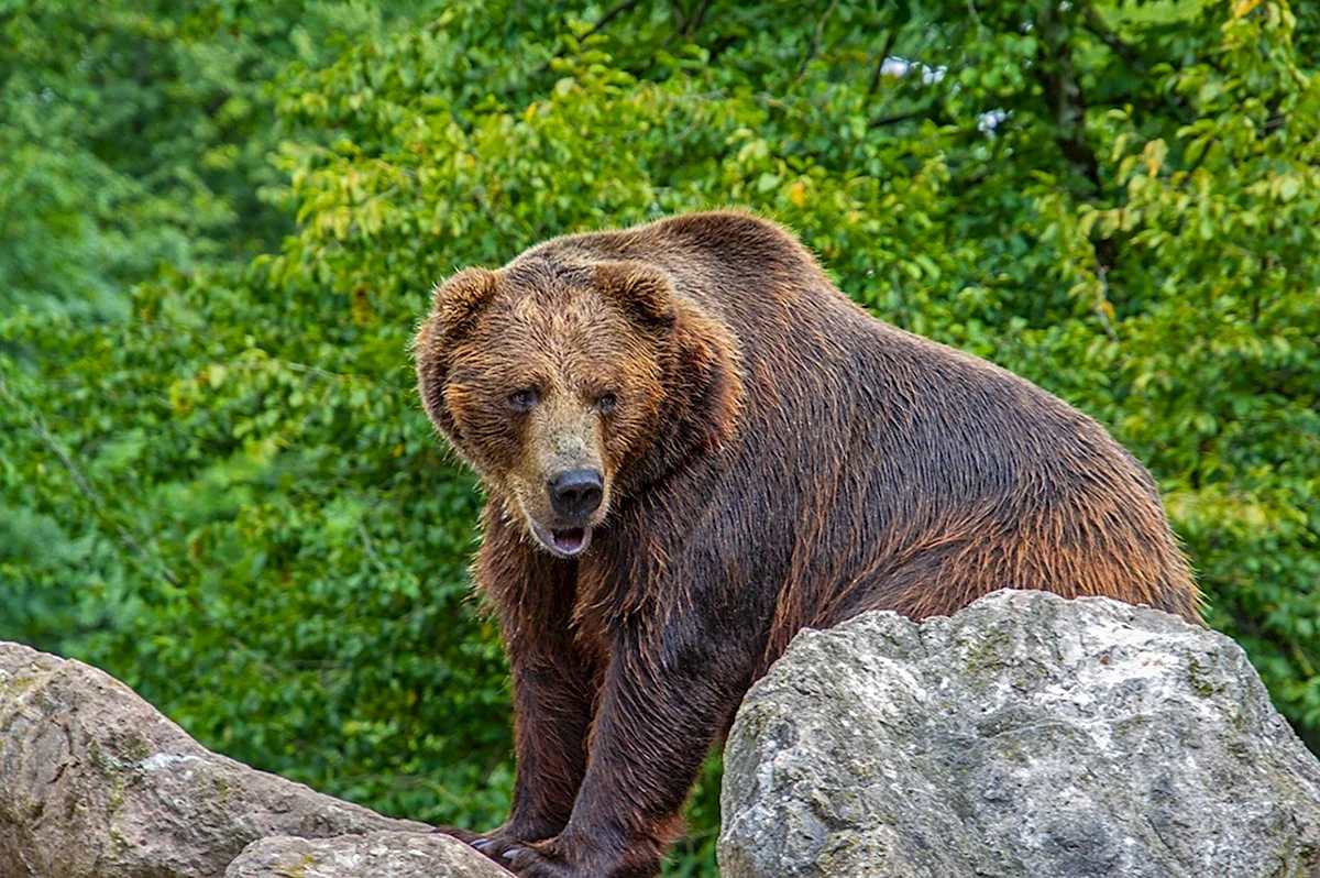 Бурый медведь Кемеровской области
