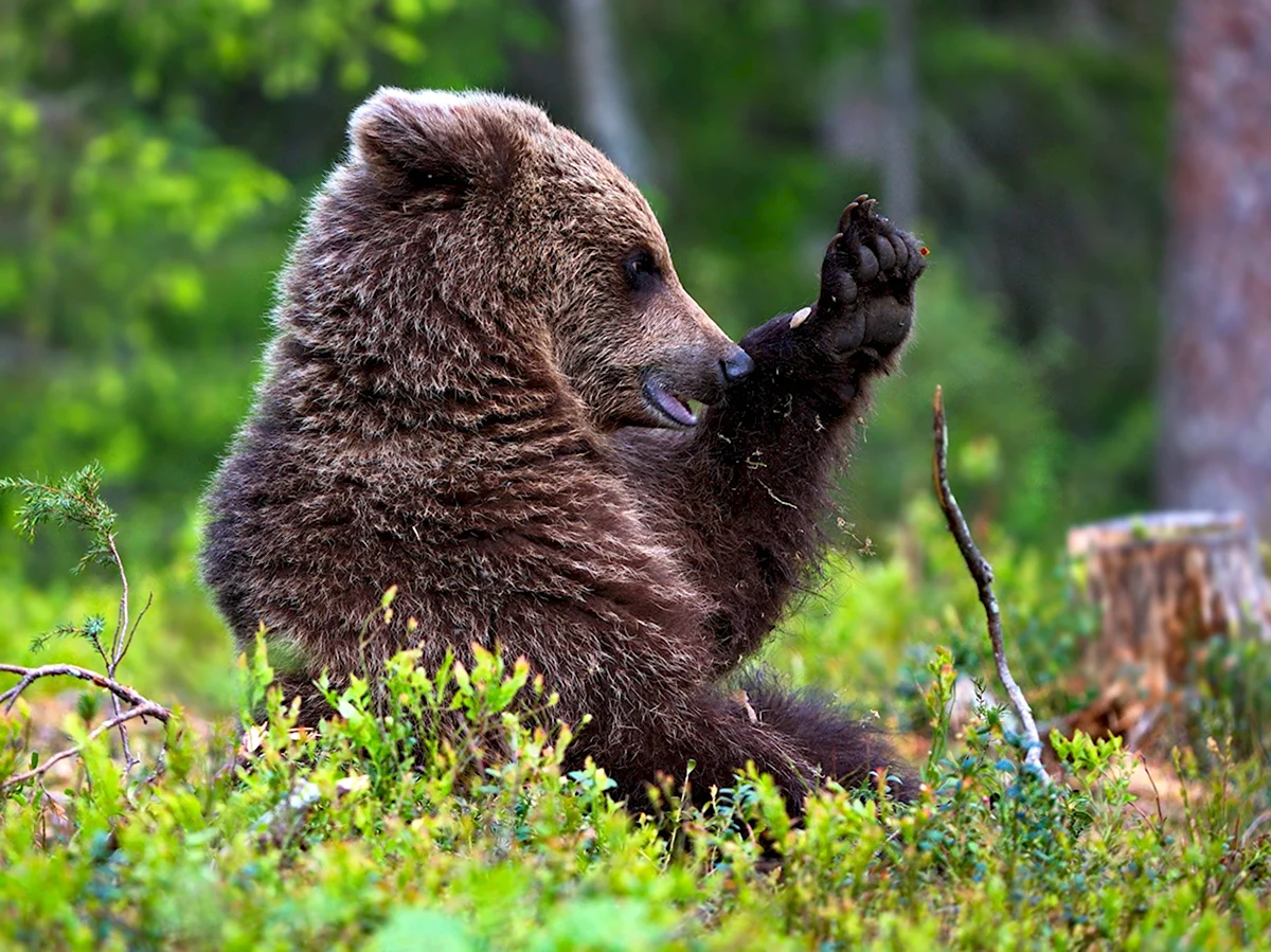 Бурый медведь косолапый