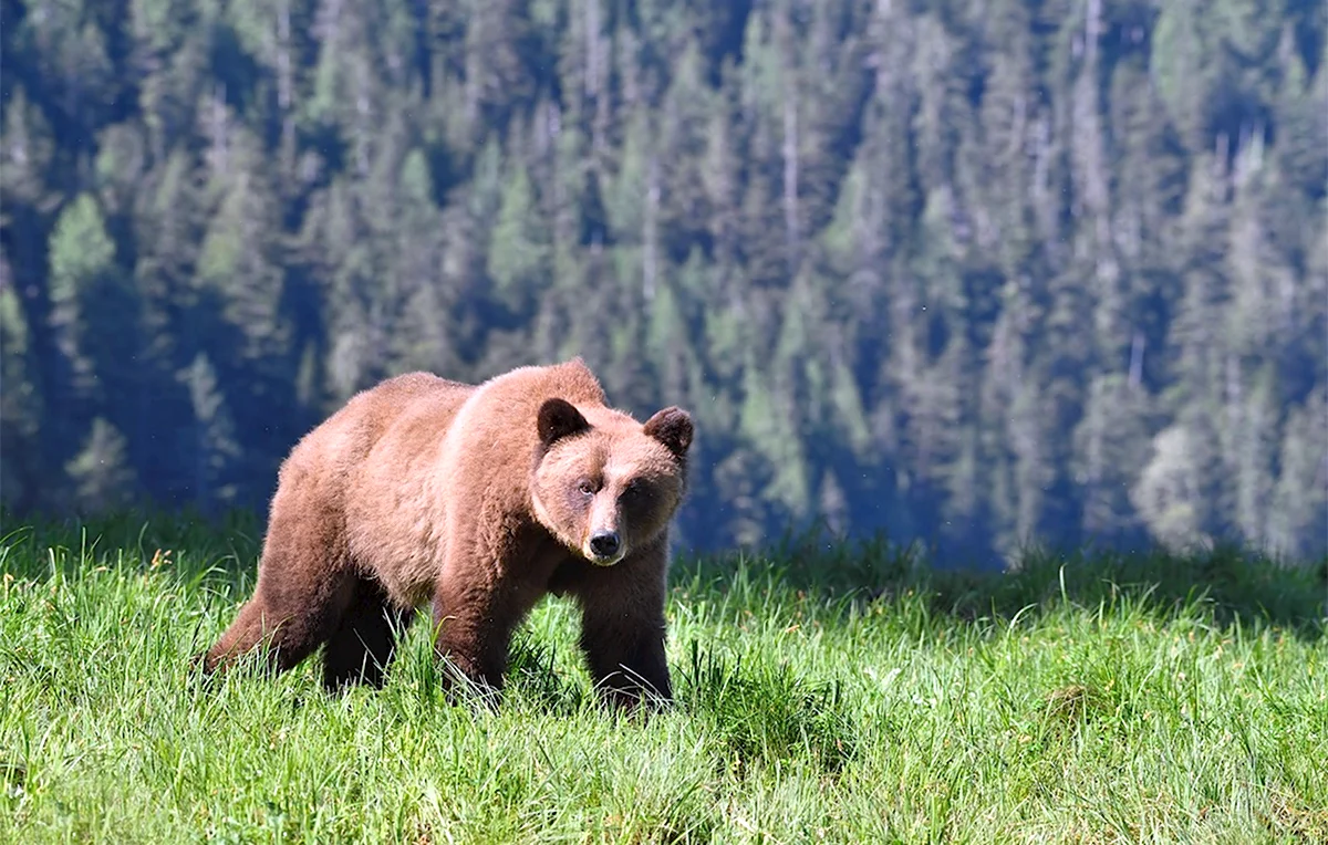 Бурый медведь широколиственных лесов