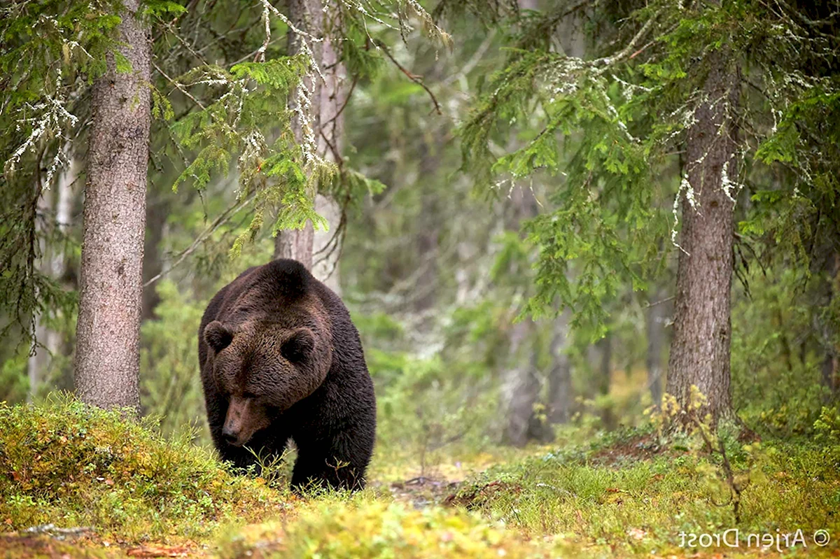 Бурый медведь в Ильменском заповеднике