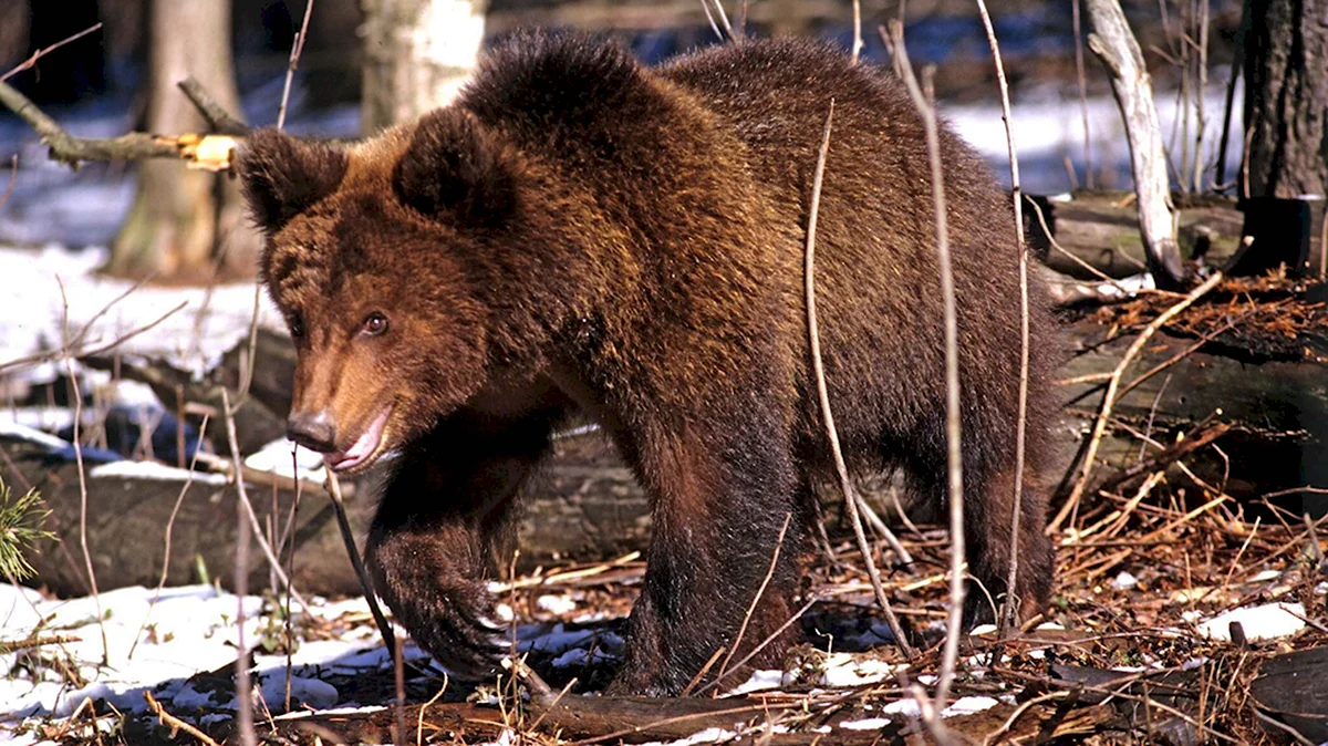 Бурый медведь в Ленобласти