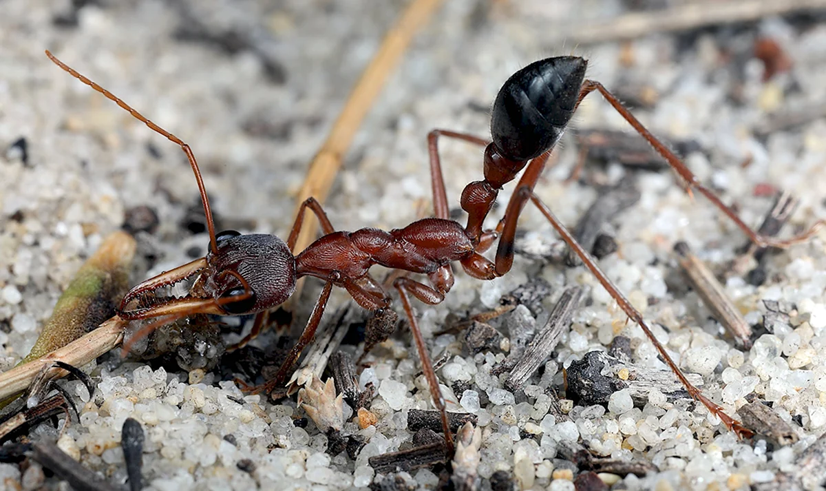 Camponotus Gigas матка