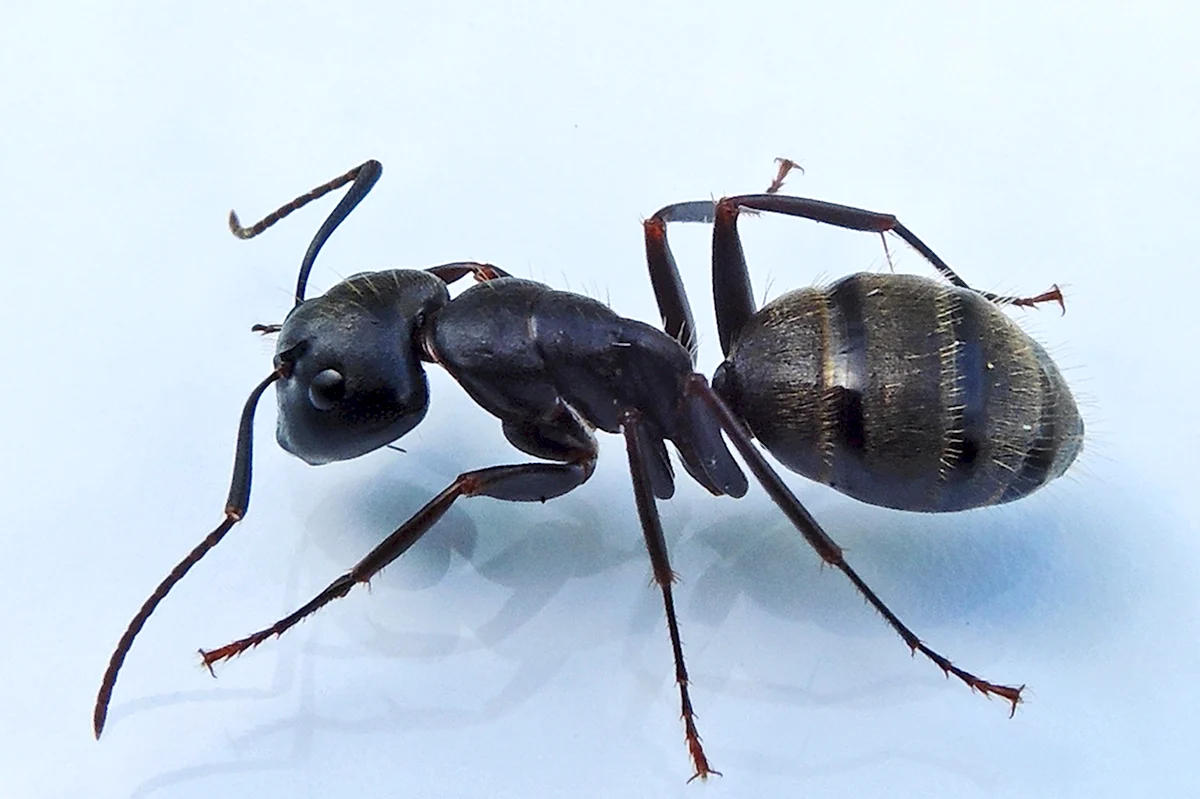Camponotus pennsylvanicus