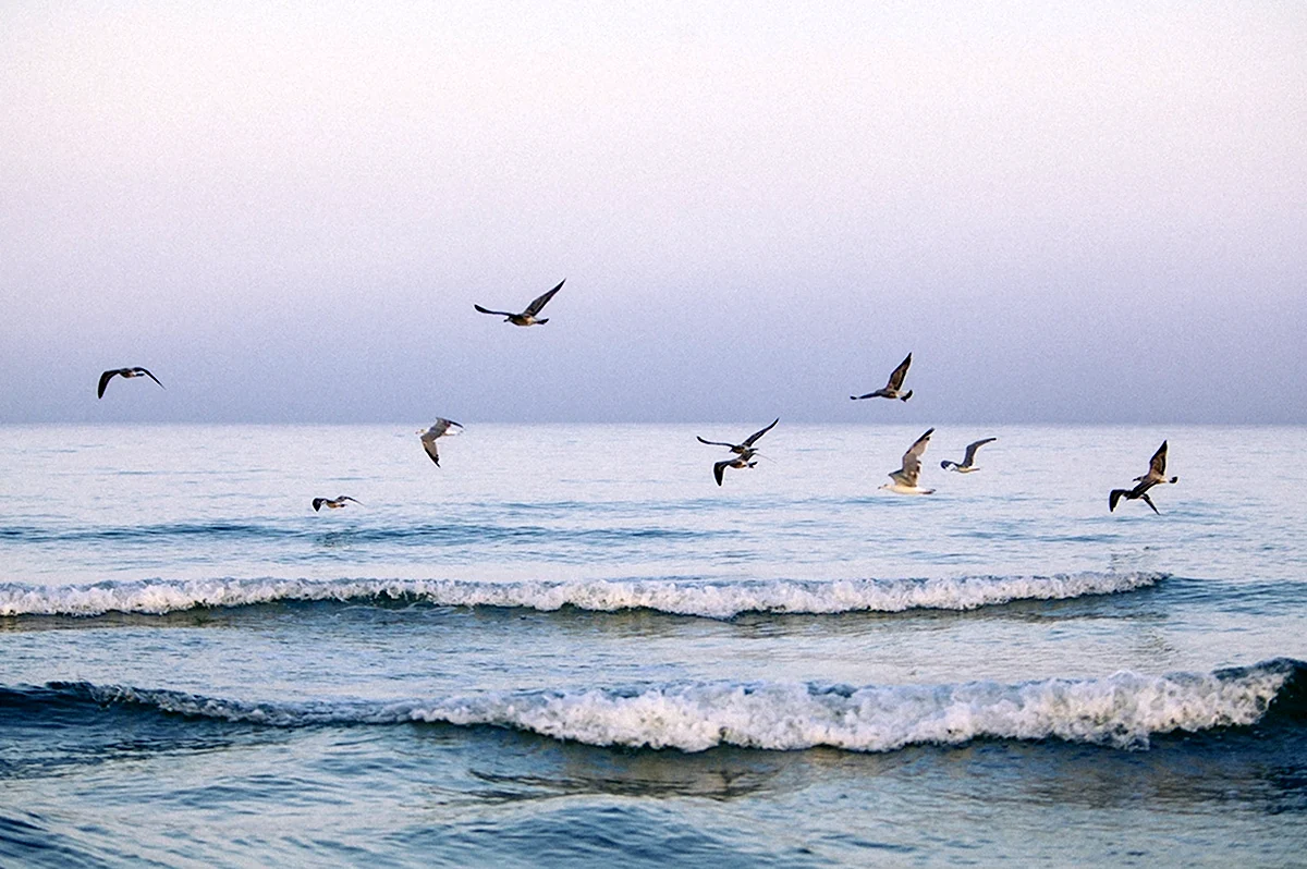 Чайка на пляже Ялта