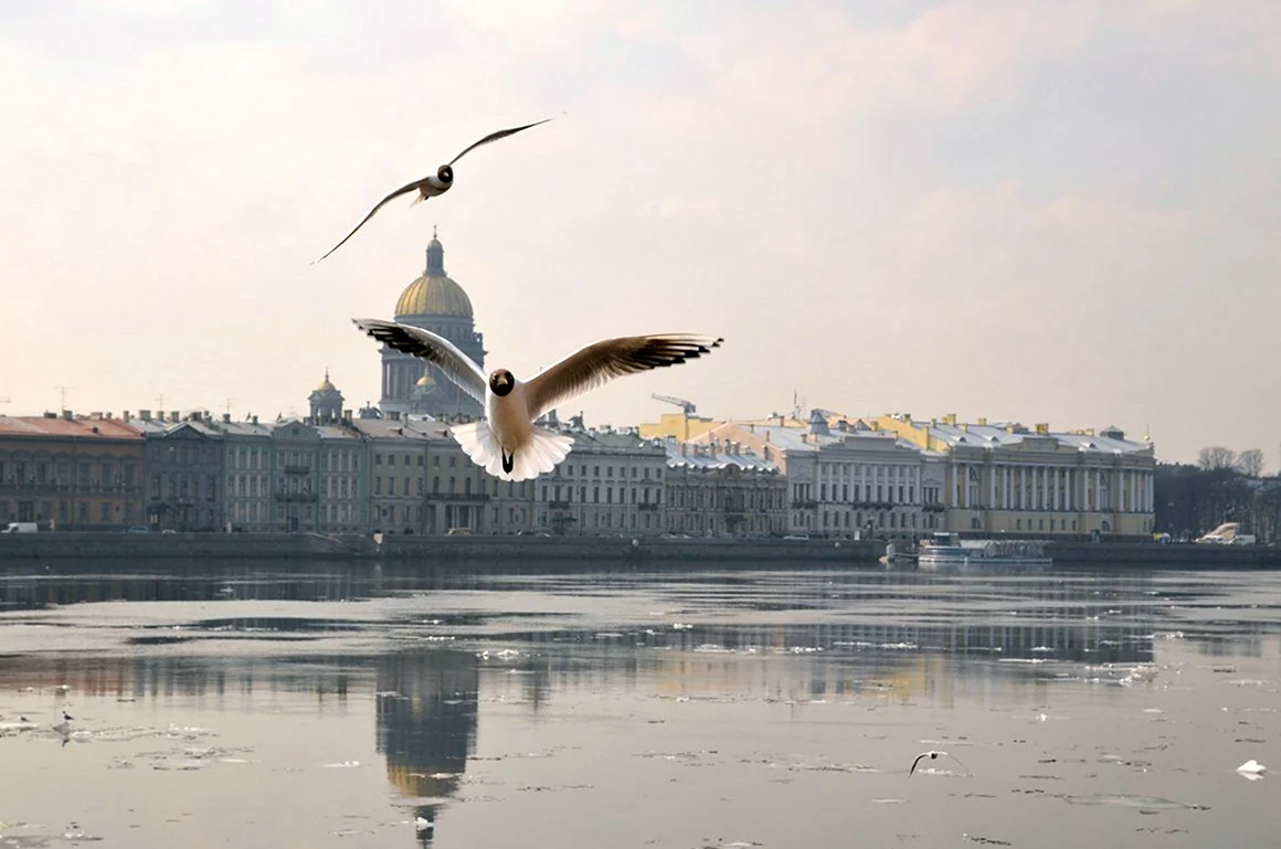 Чайки живущие в городе. Озерная Чайка в СПБ. Чайка в СПБ птица. Птицы над городом.