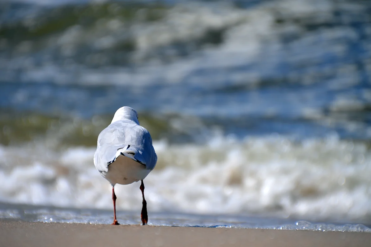 Чайки на песке
