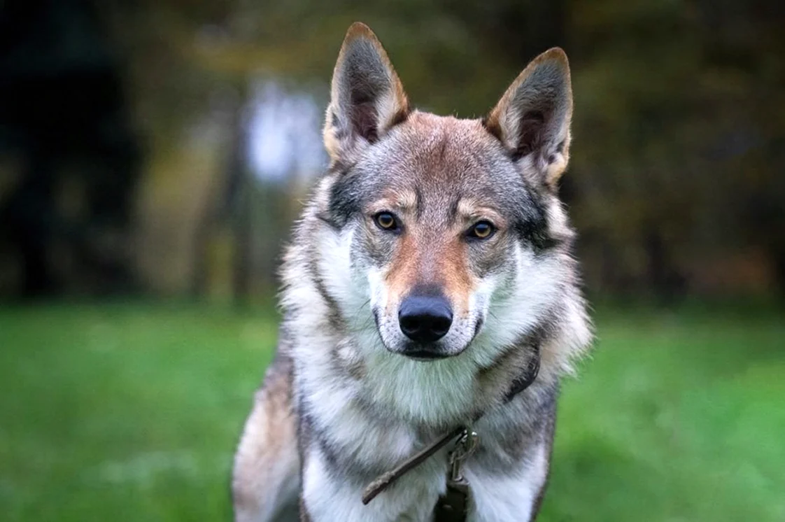 Чехословацкий влчак Вульф