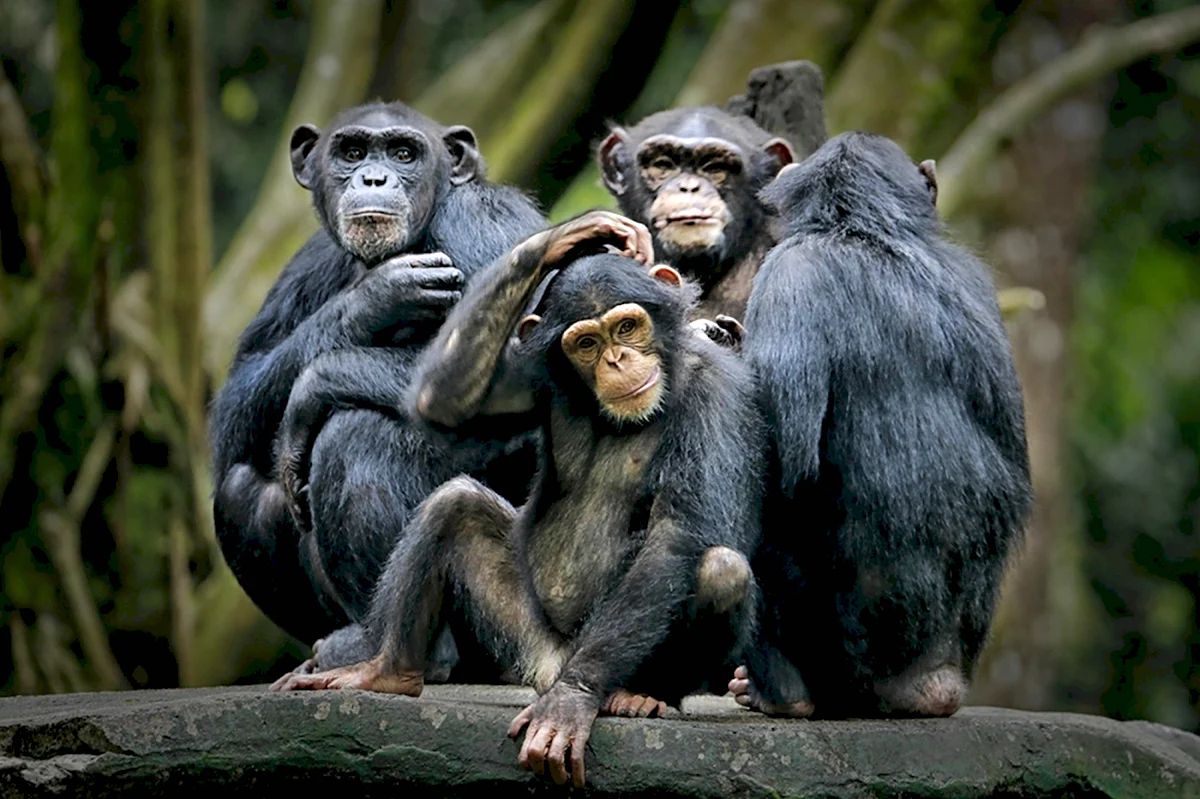 Человекообразные обезьяны шимпанзе
