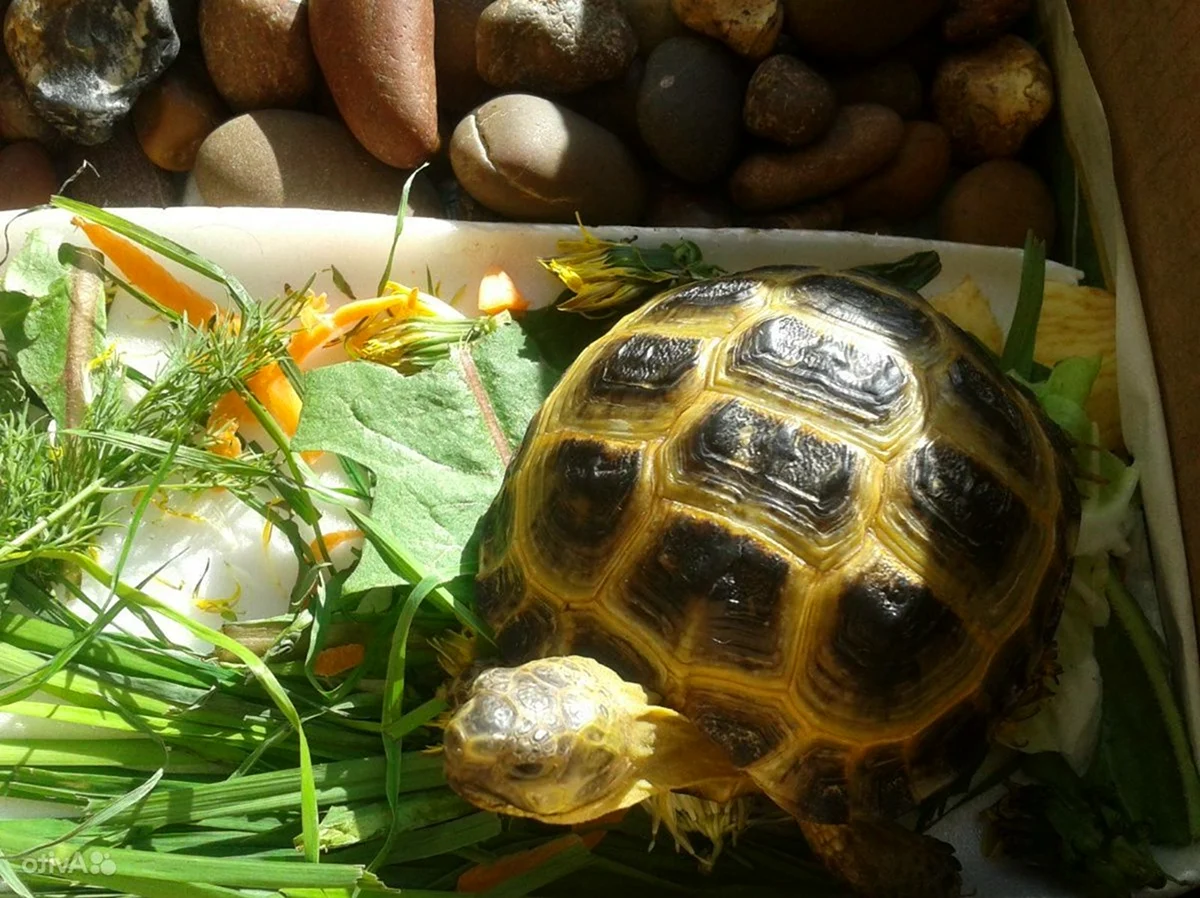 Черепахи Сухопутные тунисские