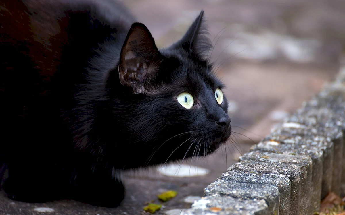 Черная беспородная кошка