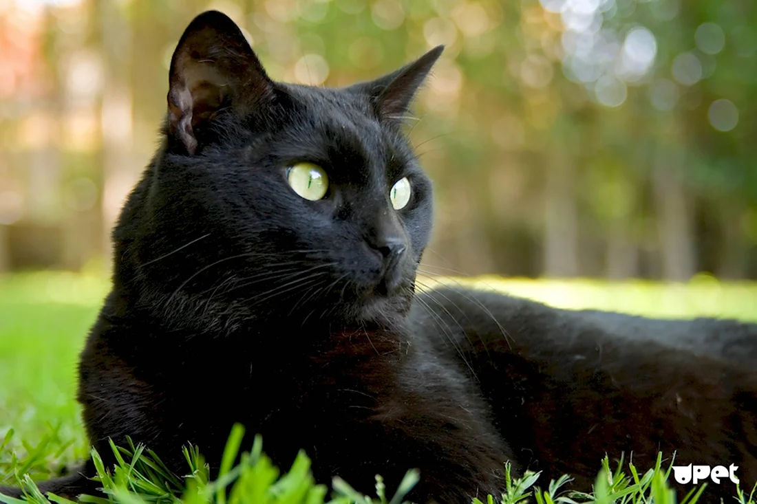Черная Бомбейская кошка с зелеными глазами