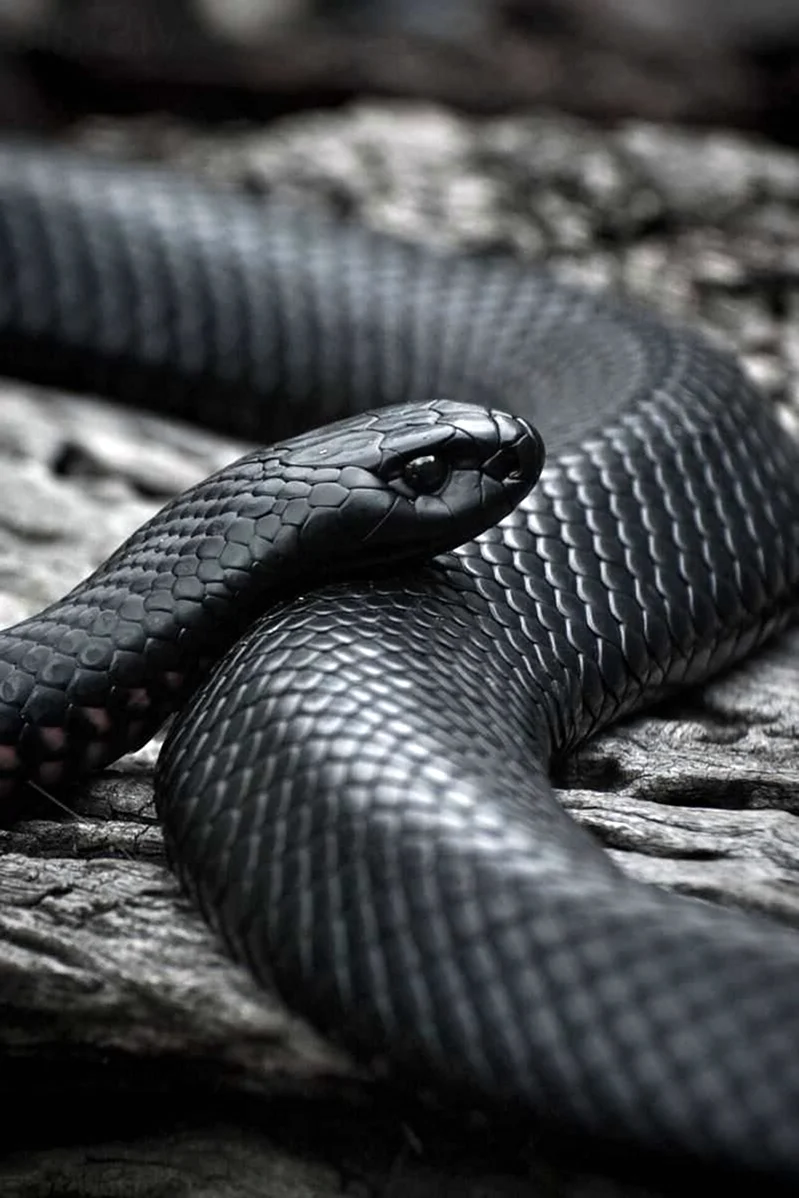 Черная ехидна змея