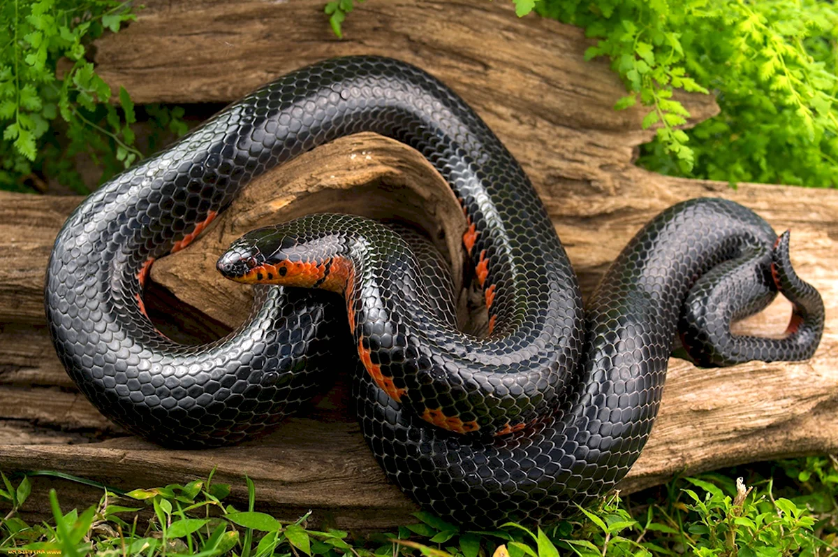 Чёрная гадюка змея