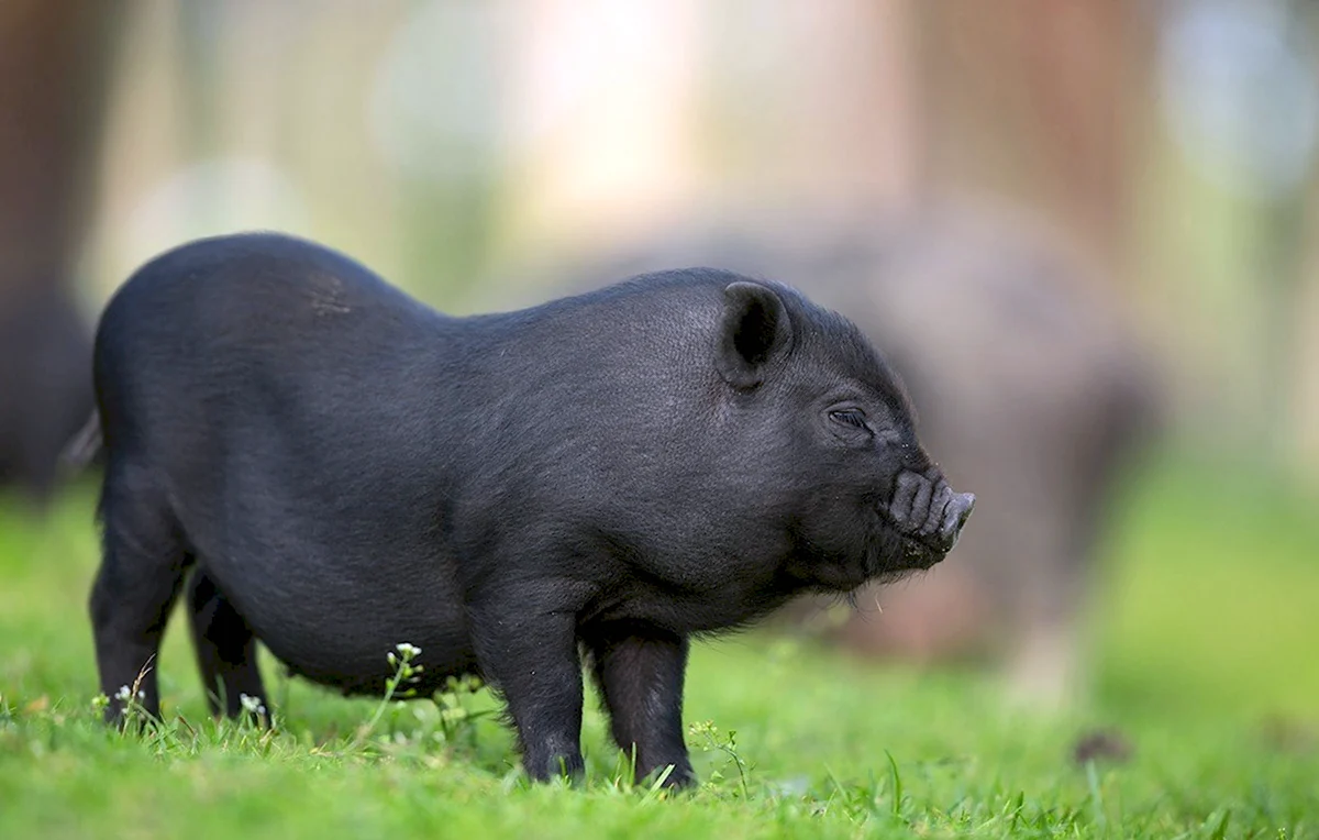 Черная Иберийская свинья