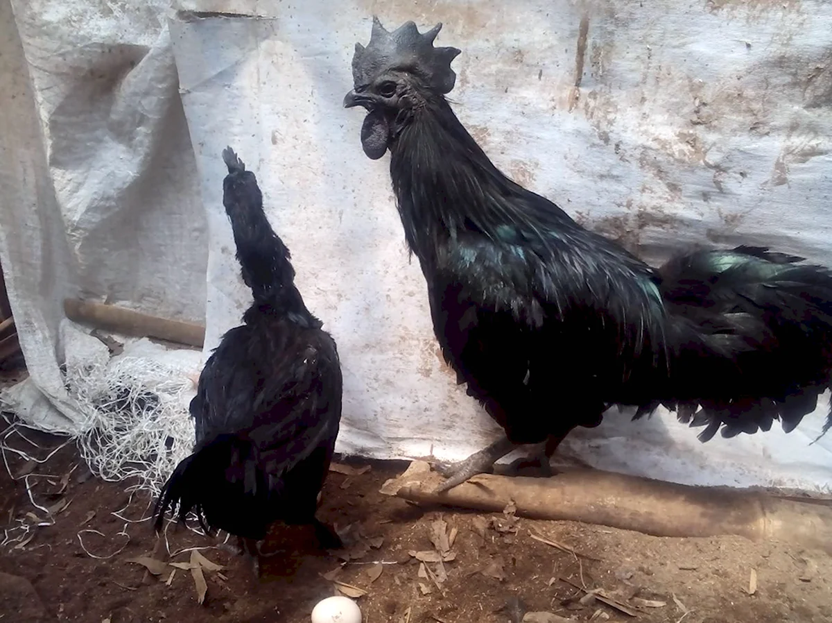 Чёрная китайская курица Ухейилюй