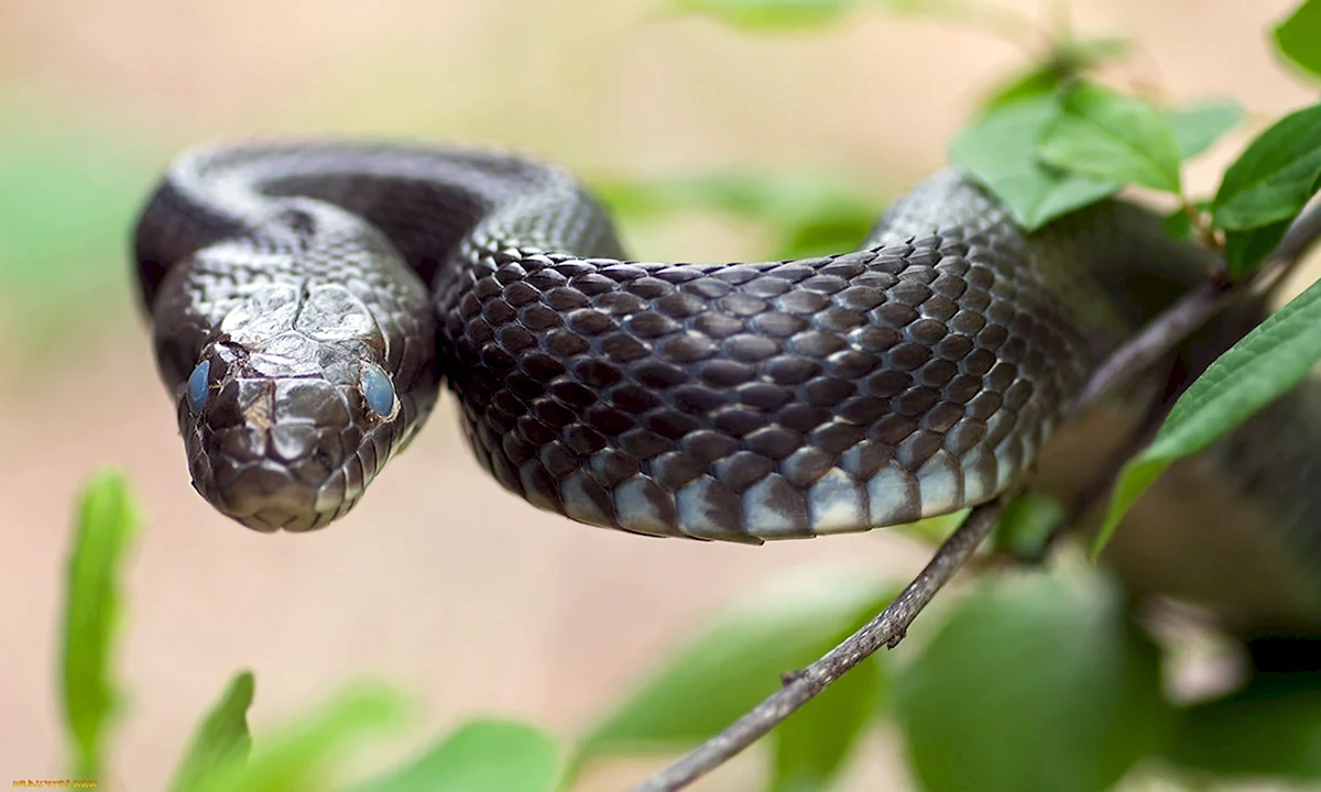 Чёрная Королевская змея нигрита