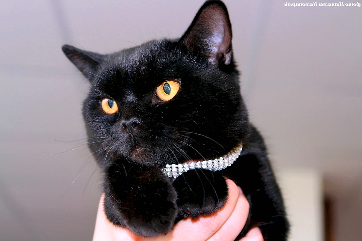 Черная кошка питомник