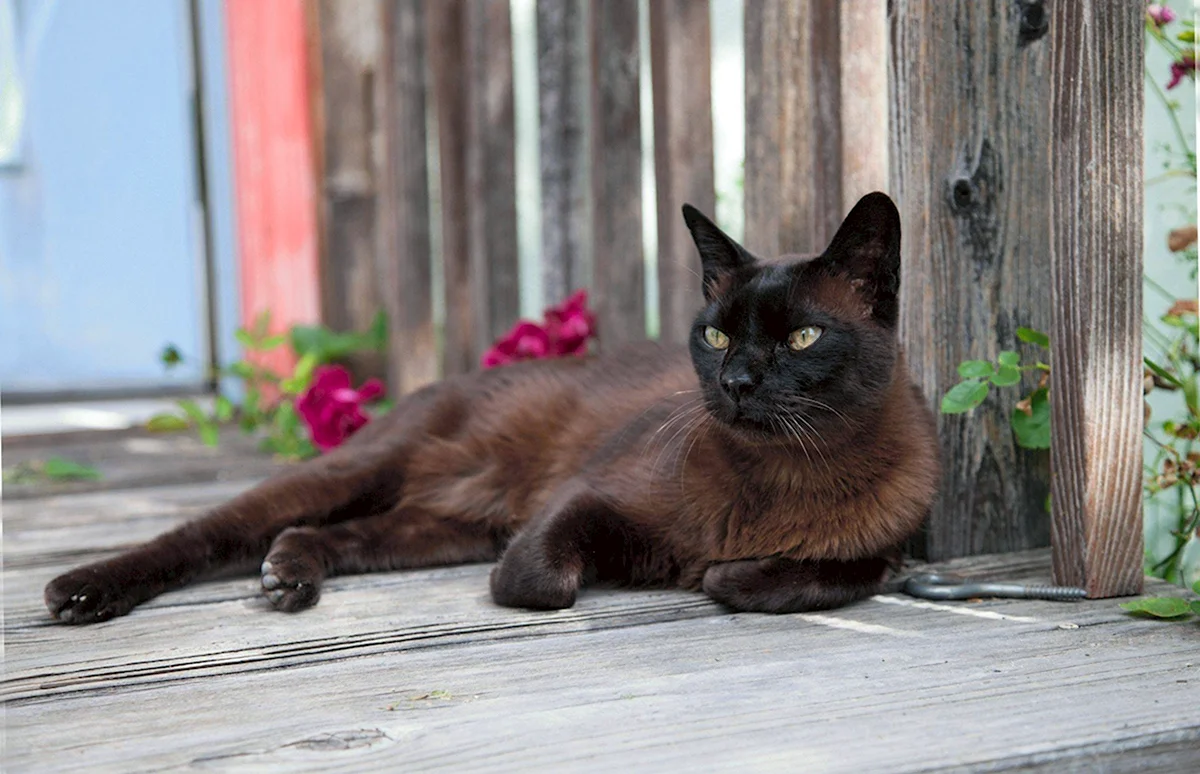 Черная кошка порода Бурманская