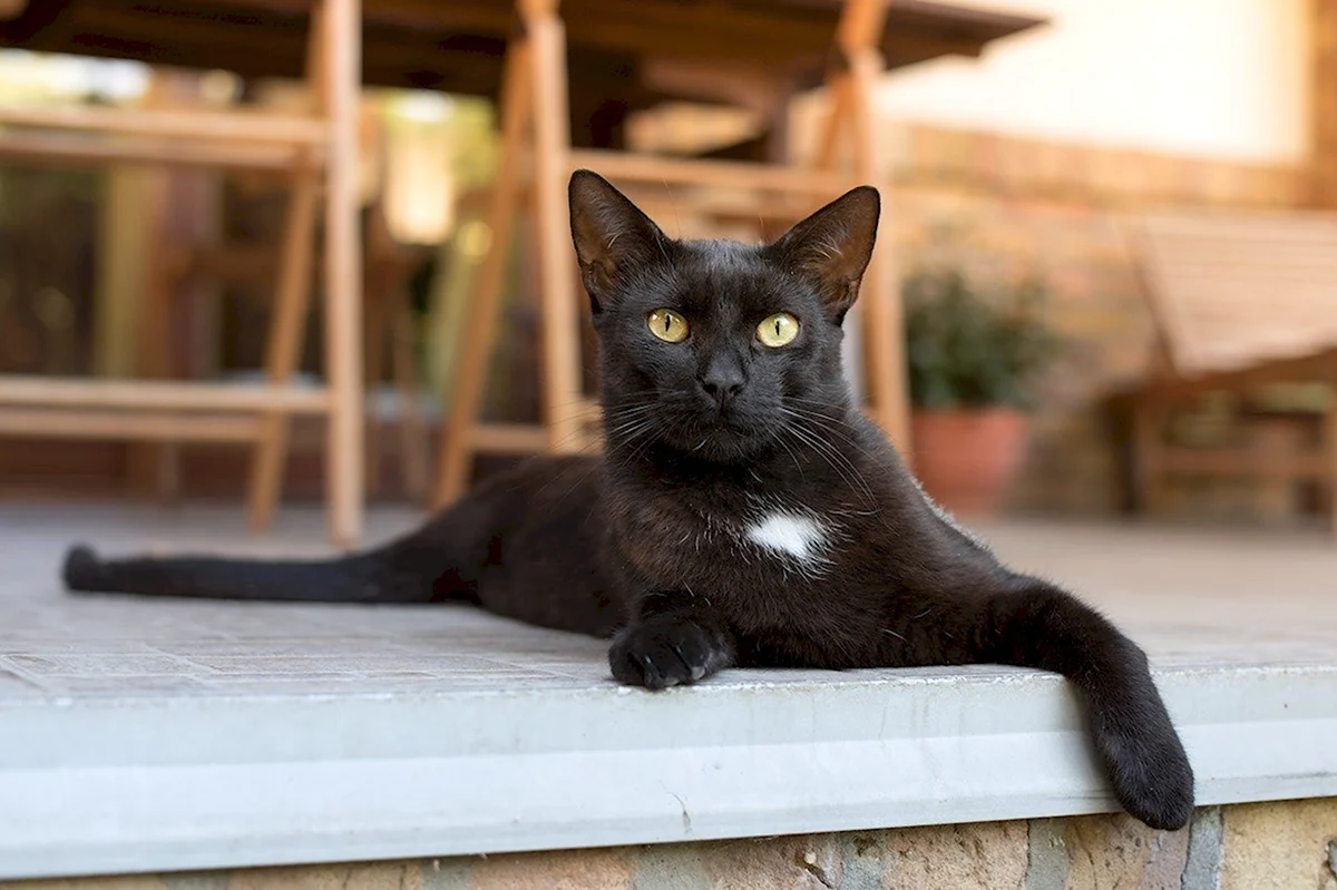 Черная кошка порода Мандалай