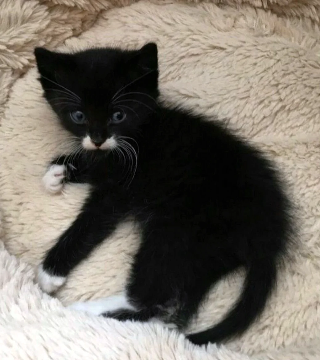 Чёрная кошка с белой грудкой и лапками