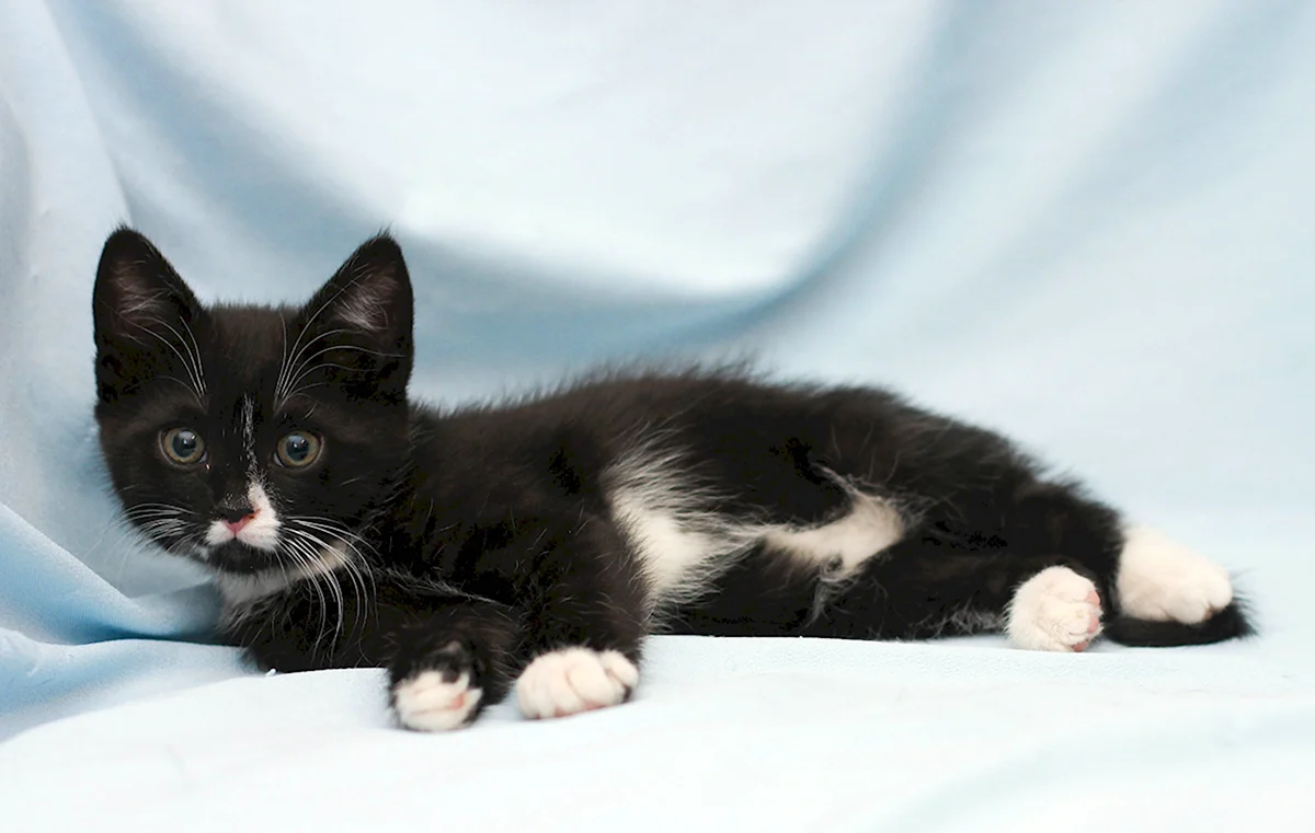 Чёрная кошка с белой грудкой порода