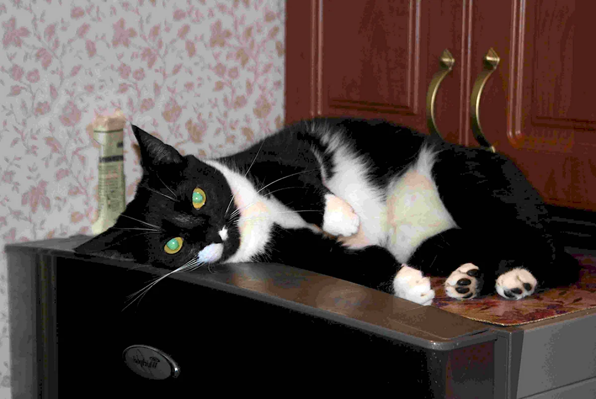 Черная кошка с белыми лапками