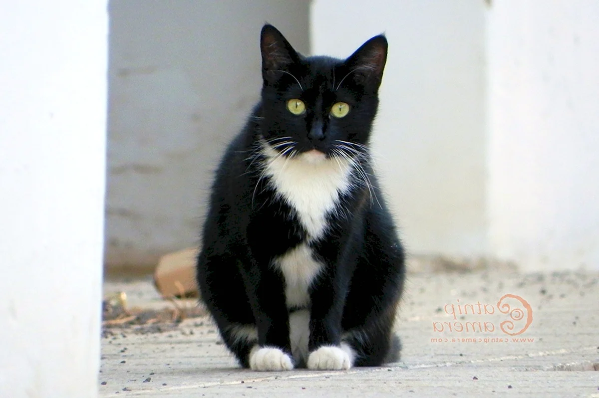 Черная кошка с белыми лапками