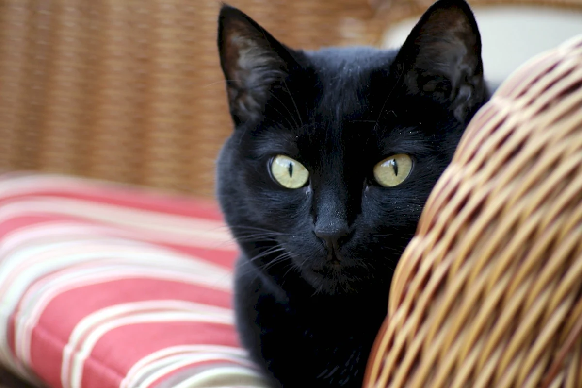 Черная кошка с желтыми глазами