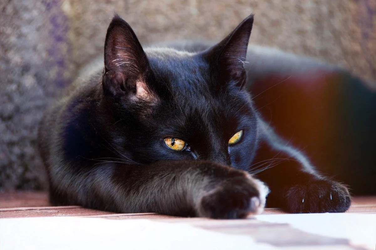 Черная кошка Жеглов