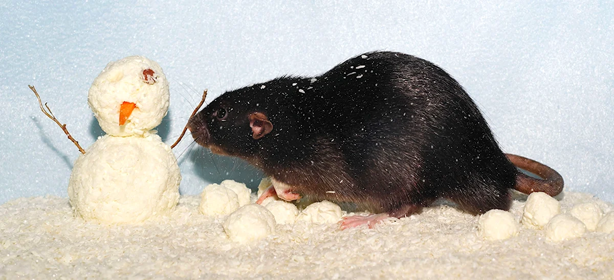 Черная крыса с белыми лапками