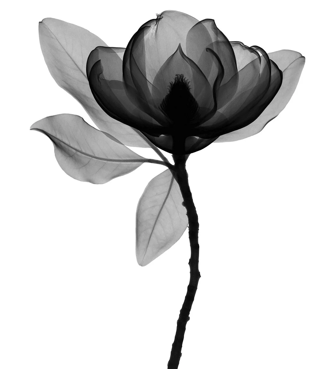 Черная Магнолия цветок