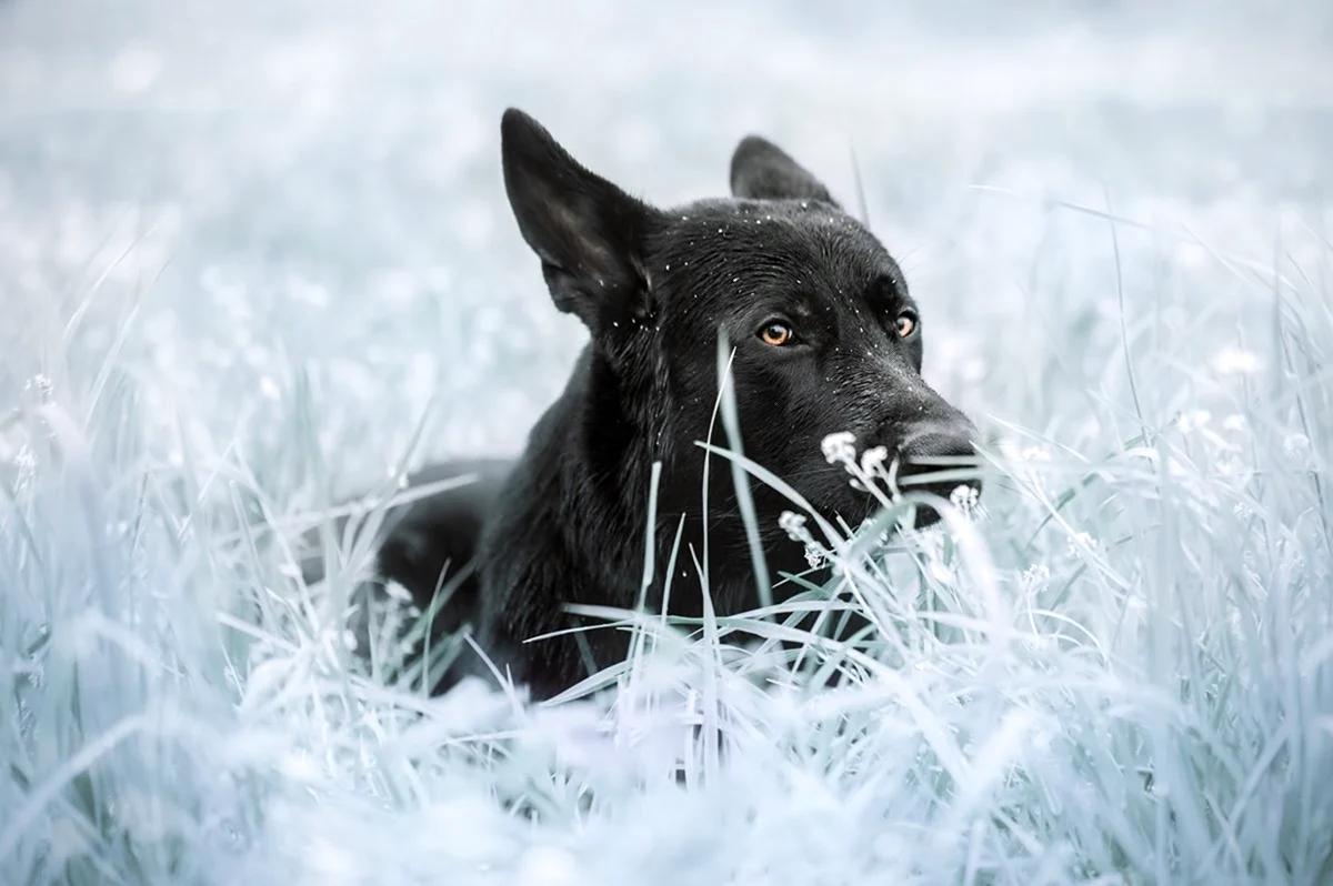 Чёрная немецкая овчарка зимой