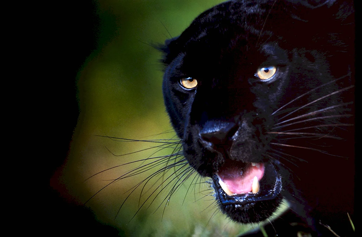 Черная саблезубая пантера