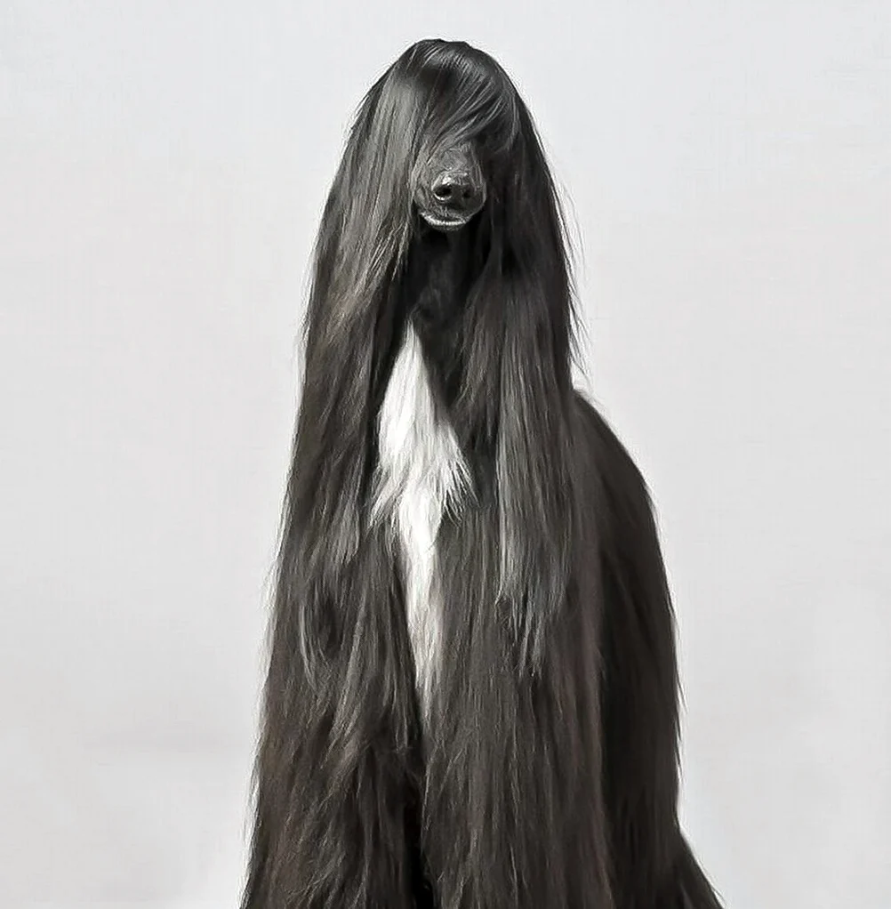 Черная собака с длинными волосами