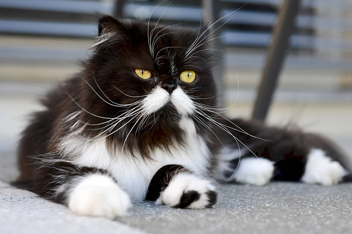 Черно белая пушистая кошка порода