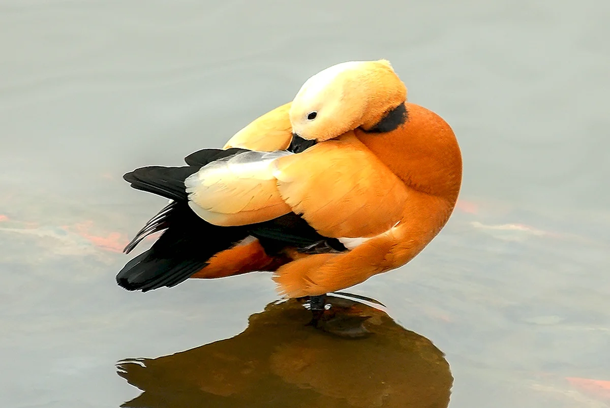 Черно бело оранжевые водоплавающие птицы