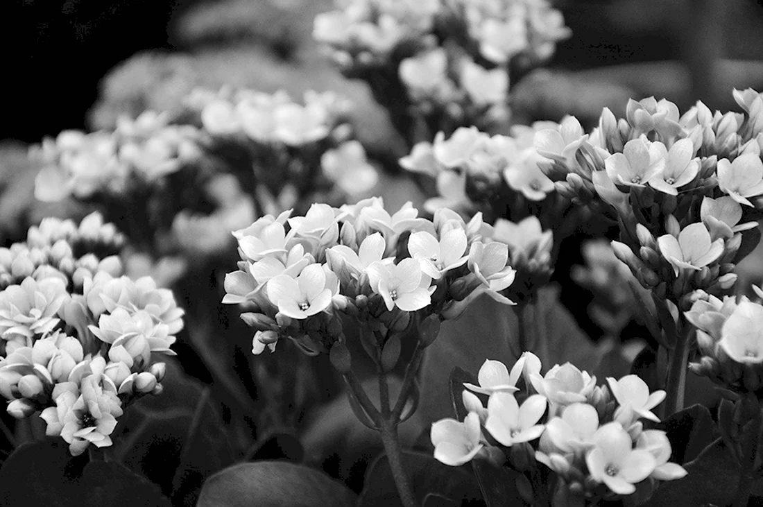 Черно белые фото цветов