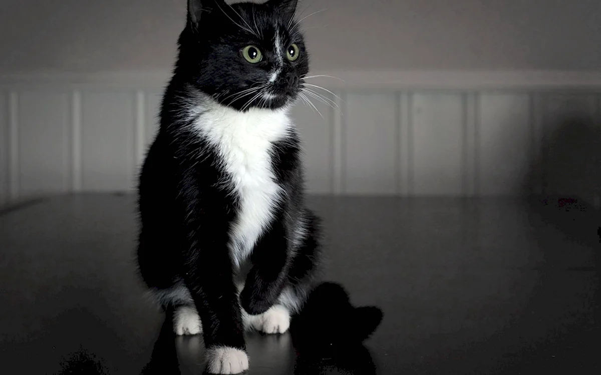 Черно белый кот