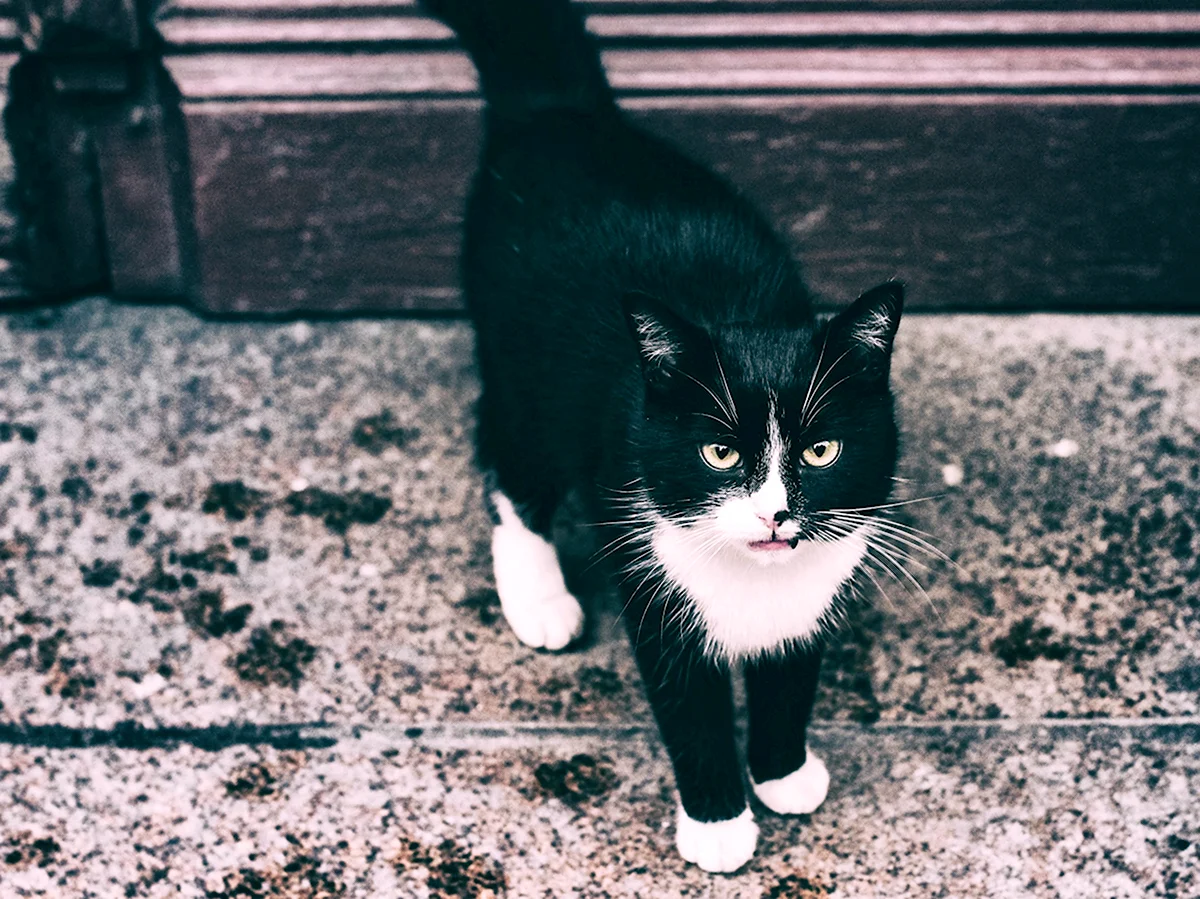 Черно белый кот уличный