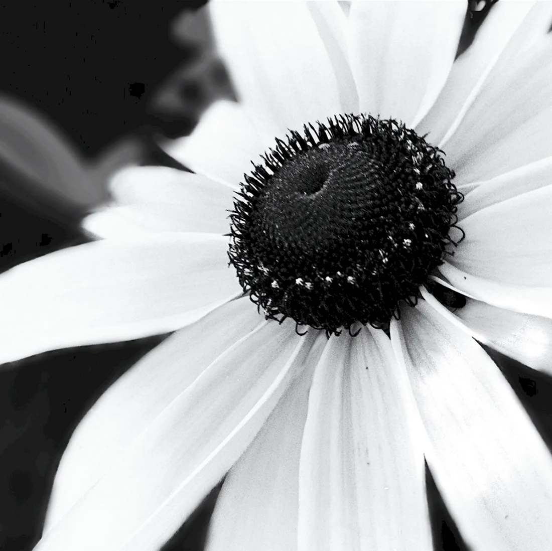 Черно белый цвет