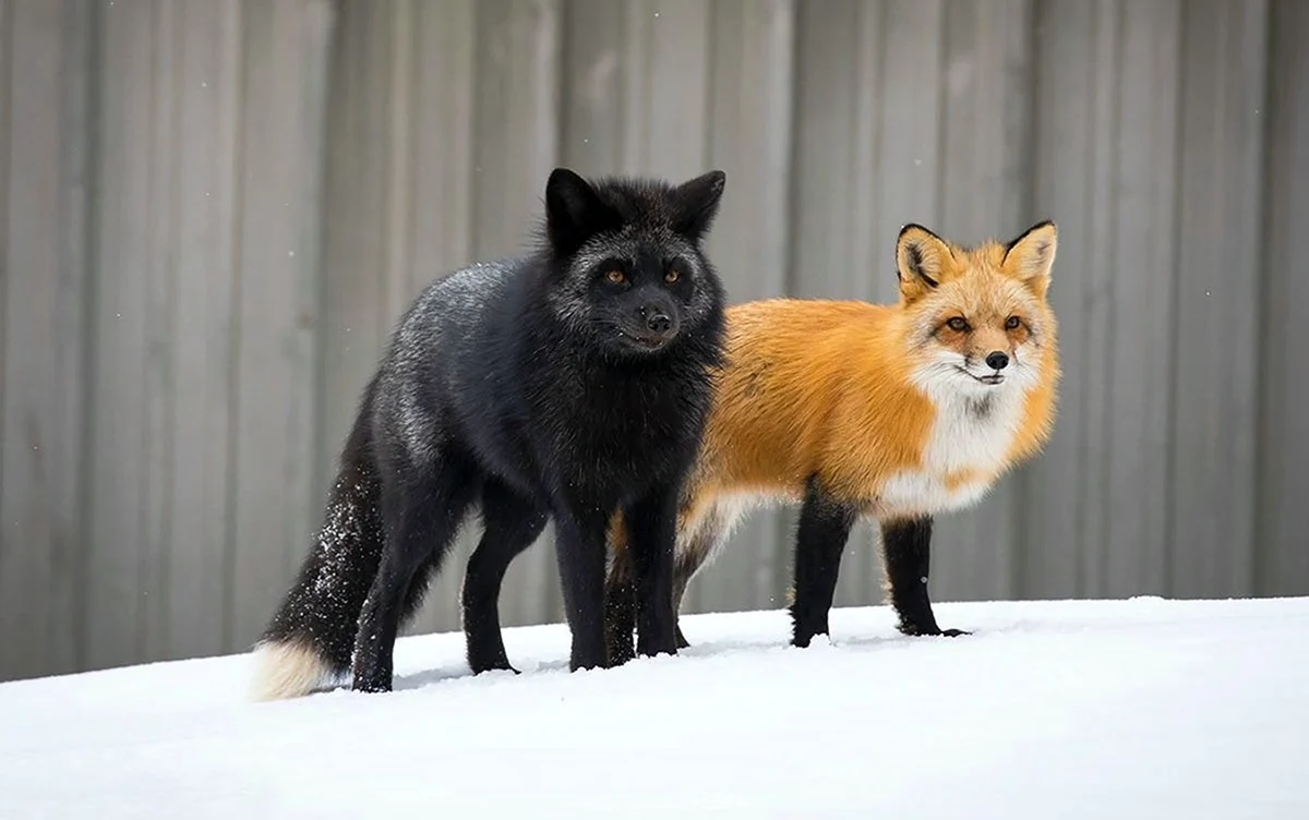 Чернобурая и белая лиса
