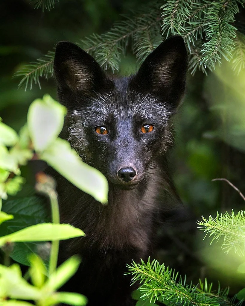 Чернобурая лисица