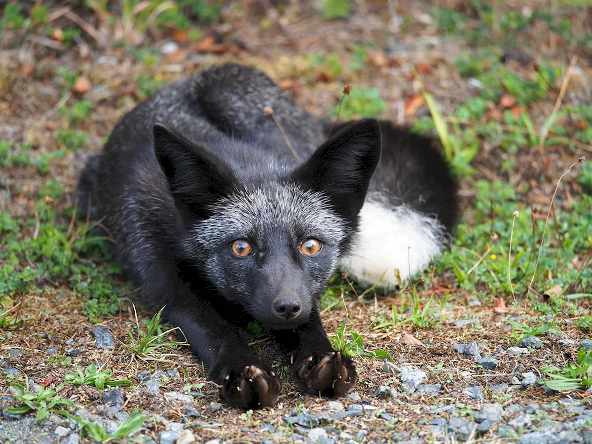 Чернобурая лисица