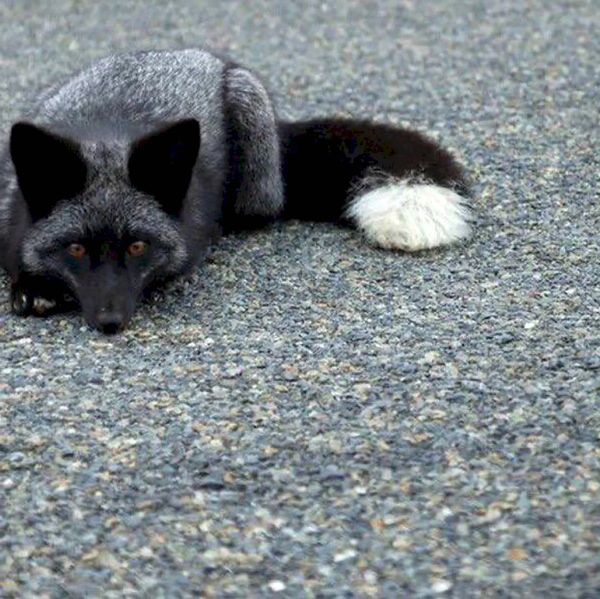 Чернобурая лисица домашняя