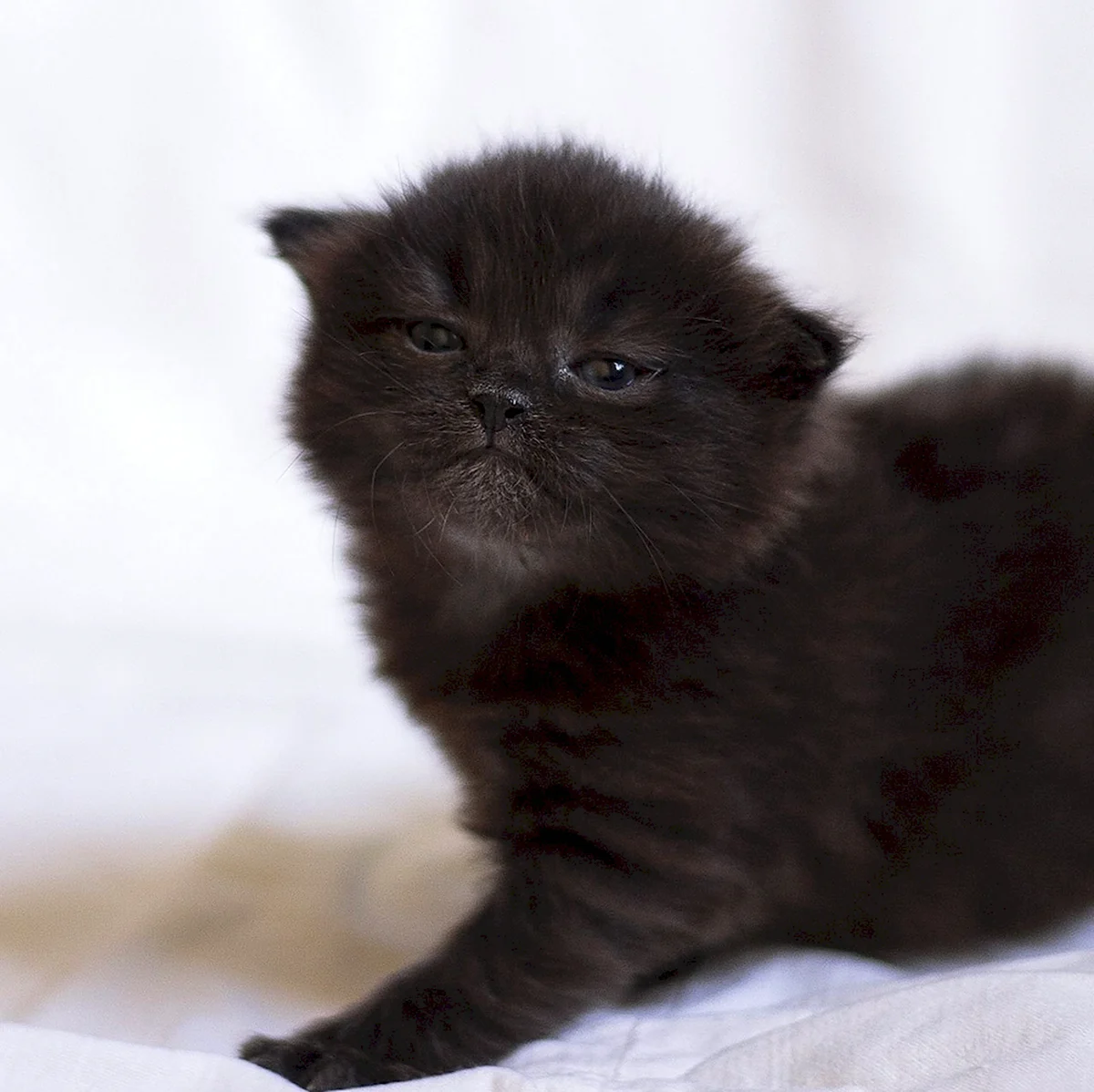 Черные Шотландские вислоухие котята пушистые