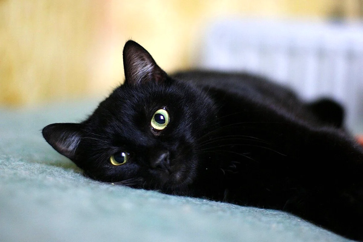 Черный гладкошерстный кот