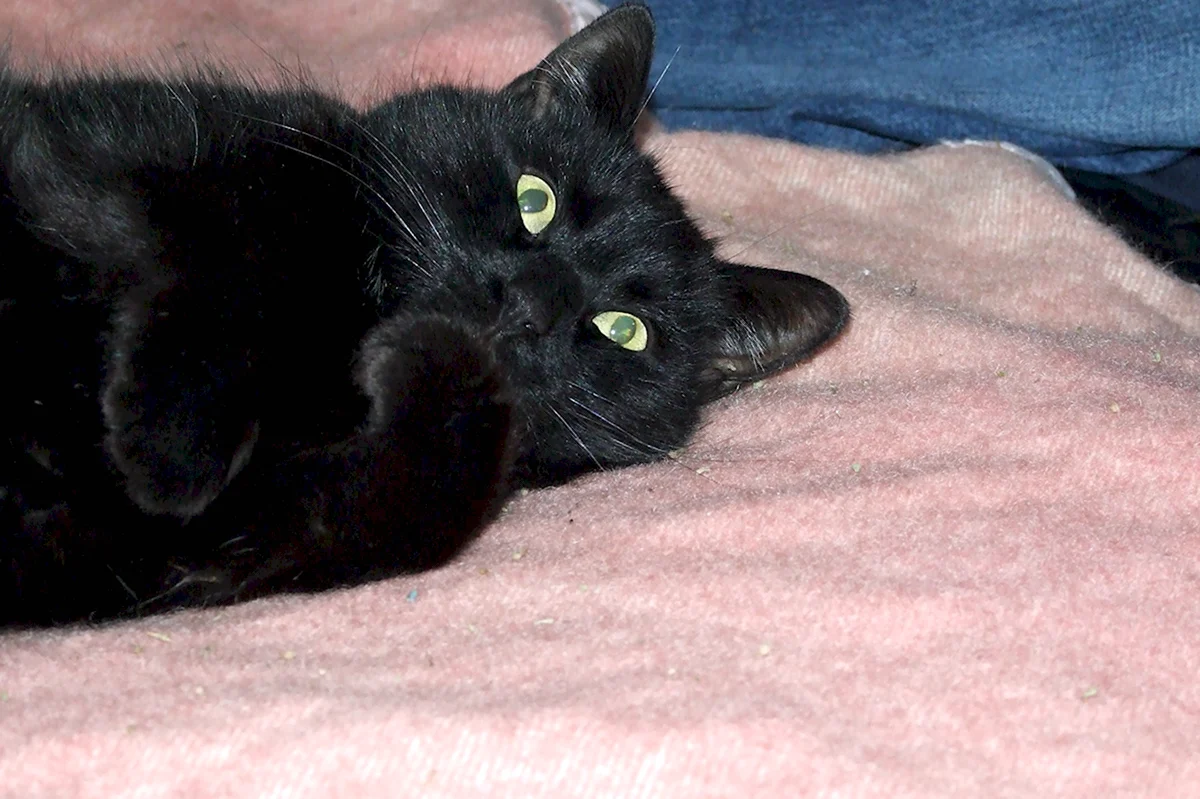 Черный гладкошерстный кот