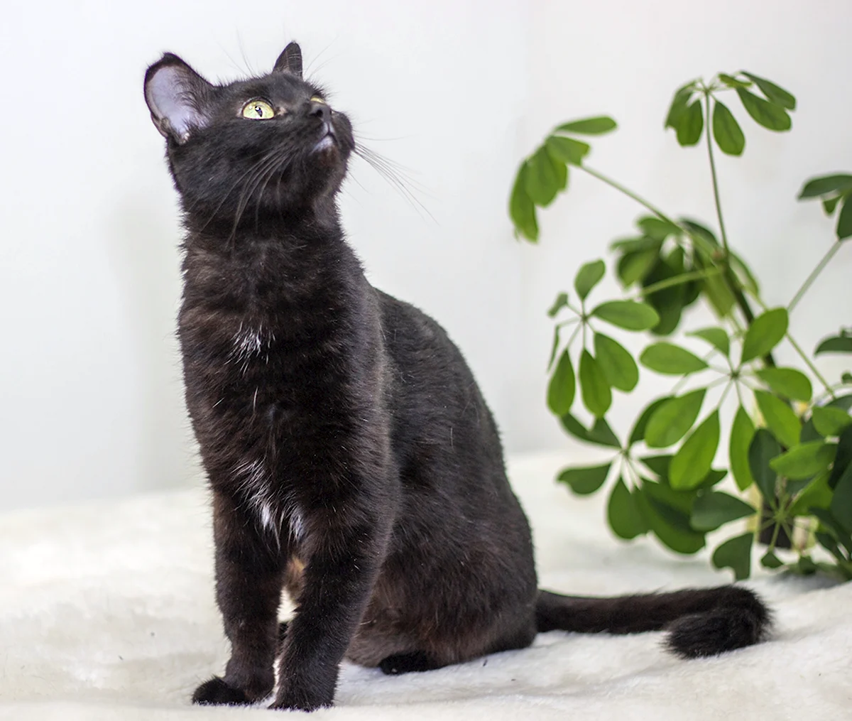 Черный гладкошерстный котенок