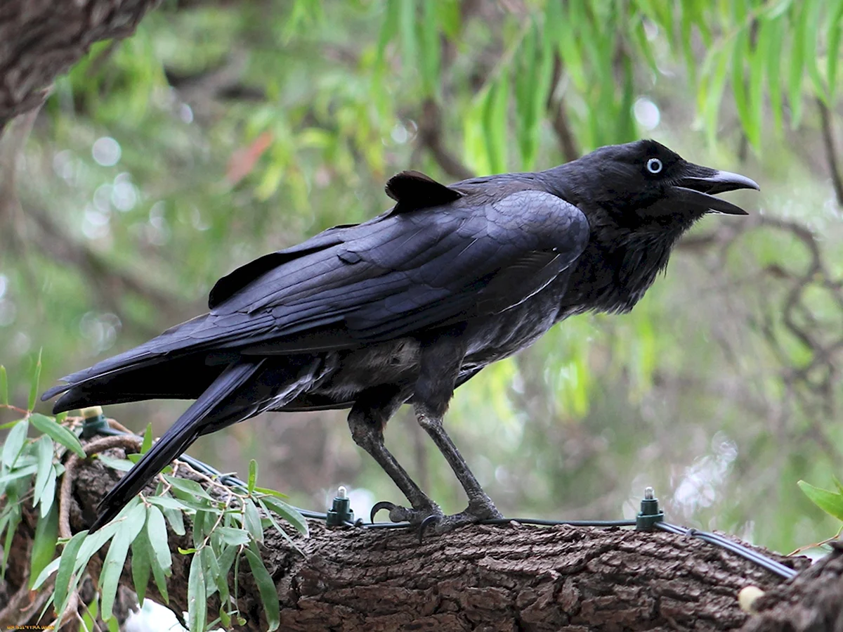 Чёрный Грач птица